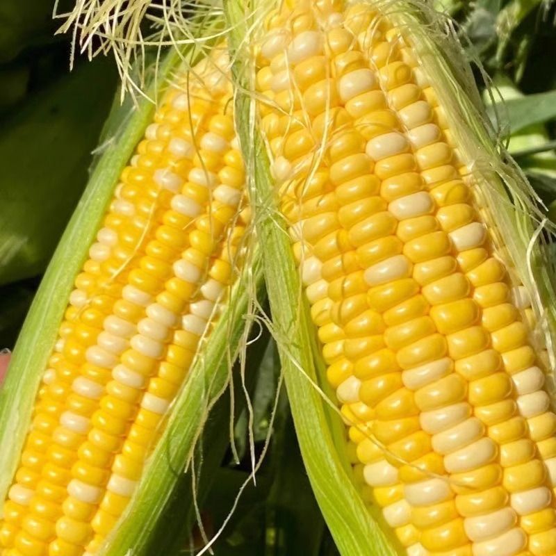 Yunnan fruit sweet corn fresh fruit corn postage corn cob corn corn now pick hair a generation