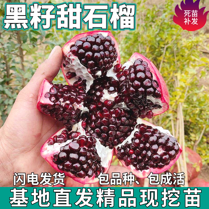 Дропшиппинг саженцев граната черного мягкого семени, крупные привитые сладкие и кислые саженцы для северного и южного садов
