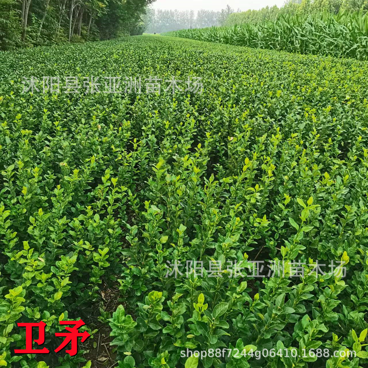 Оптовая продажа саженцев копья, вечнозеленые проекты, саженцы зеленого цвета, скидки на большие объемы