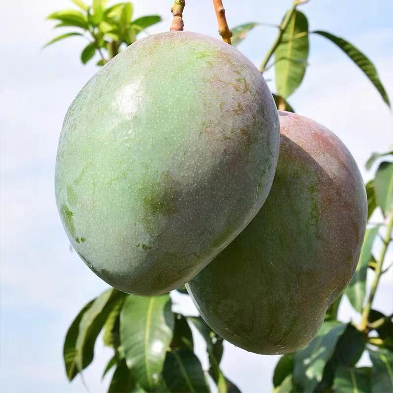 Sichuan Kate Mango Seasonal Fruit Mango Free Shipping Fresh Fruit Kate Mango Dropshipping