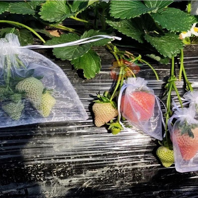 Fruit Bagging Anti-insect Mesh Bag Strawberry Anti-fruit Fly Grape Anti-insect Bag Mesh Transparent Protective Mesh Bag