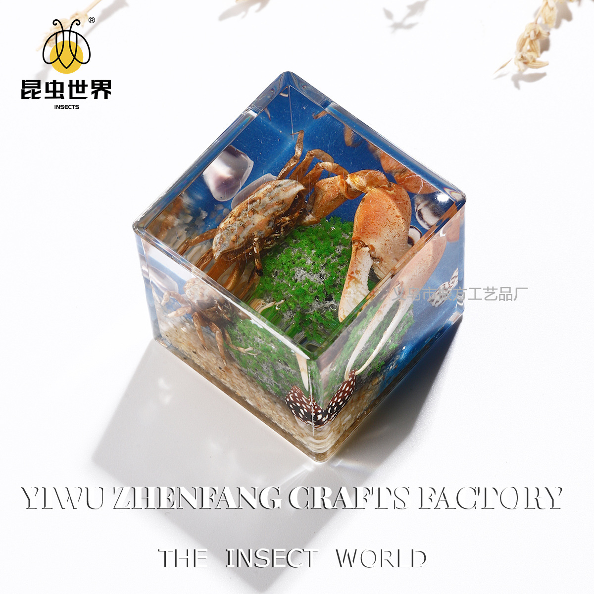 Amazon Cross-Border Foreign Trade Real Animal Specimens Unique Insect Ornaments Kindergarten Observation Objects Micro Landscape