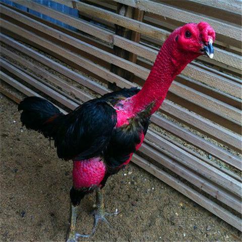 Raising Vietnamese Small Eggs for Fighting Cocks, Central Plains Fighting Cocks, Fertilized Eggs, Burmese Purebred