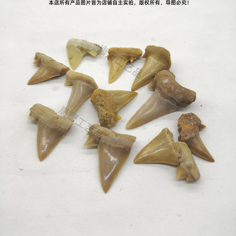 Natural Shark Tooth Fossil Children's Day Marine Animal Tooth Specimen Classical Decorations Long Teeth Pendant