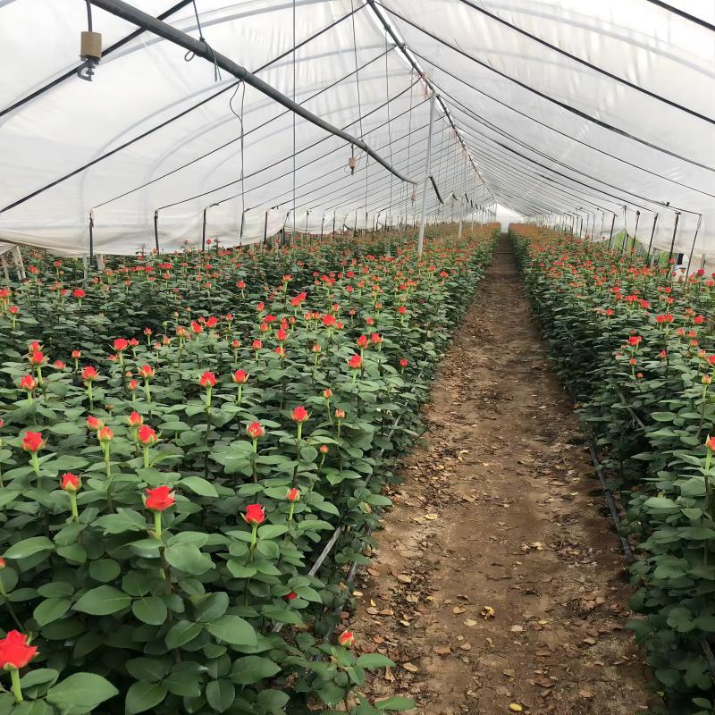 Red Roses Yunnan Flowers Wholesale Wedding Chinese Valentine's Day Teacher's Day Flowers Wholesale Fresh Cut Flowers Gifts