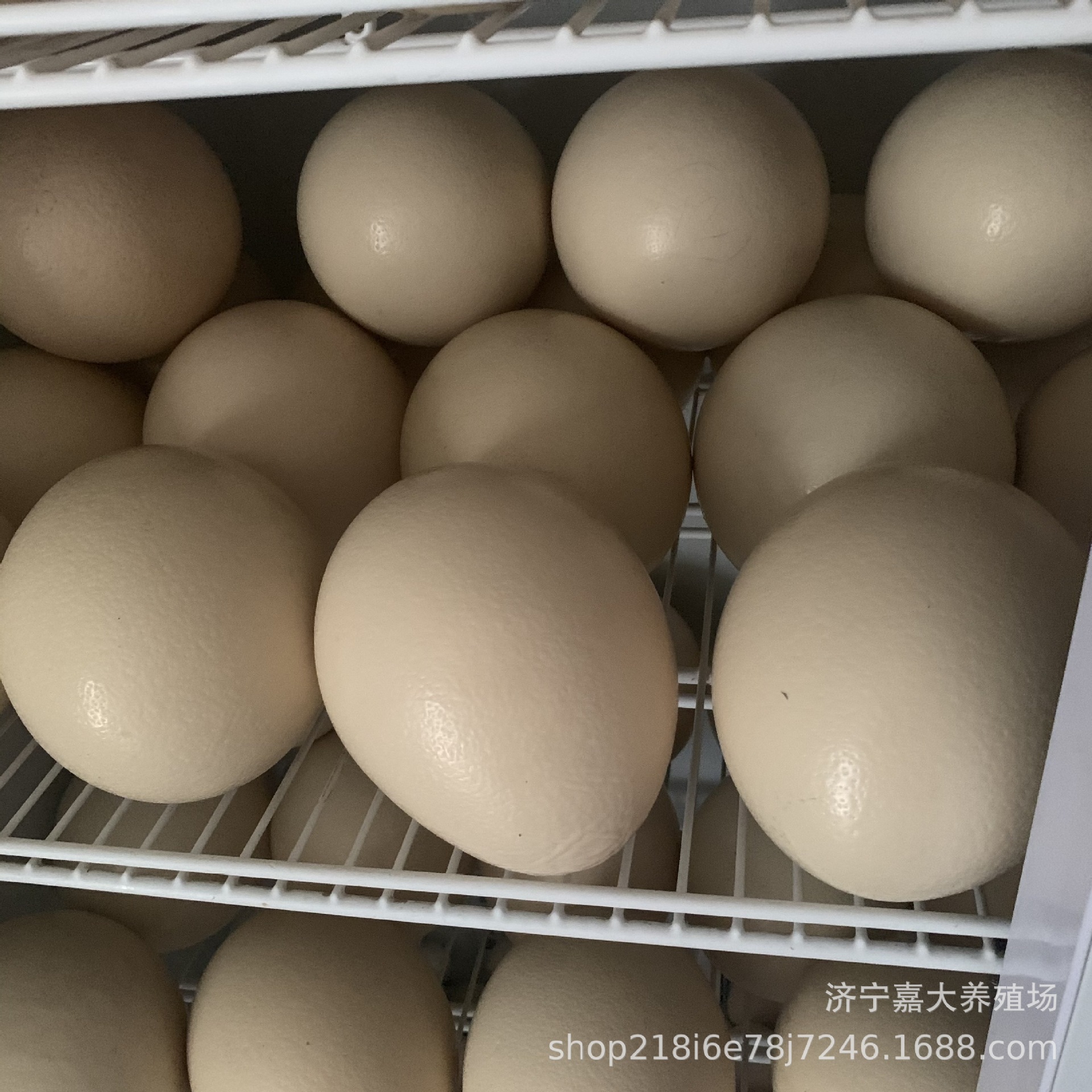 Где купить страусиные яйца и мясо страуса? Сколько стоит живой страус? Взрослые страусы для просмотра в живописных местах