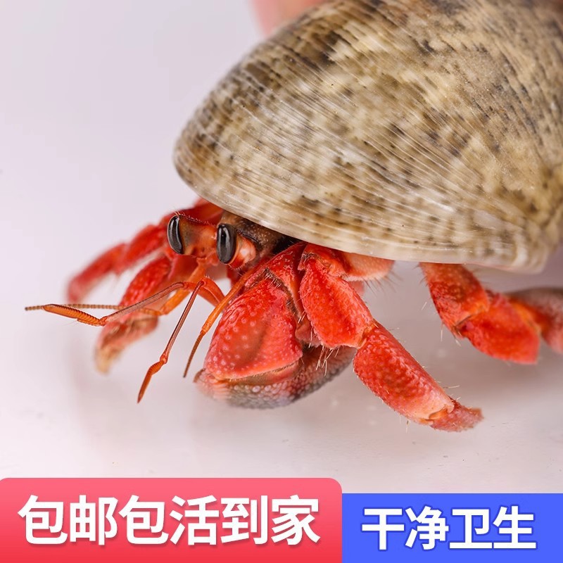 Small Diced Beans Hermit Crab Pet Living Hermit Crab Ornamental Crab Gift Crab Children's Day Gift Desktop Cute Pet