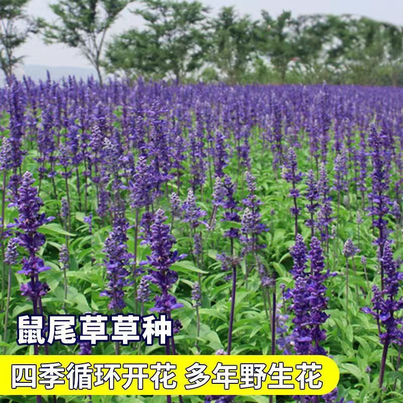 Blue Sage Seeds, Garden Shade-Tolerant Plant Flower Seeds, Sowing and Blooming in All Seasons, a Bunch of Blue Flower Seeds