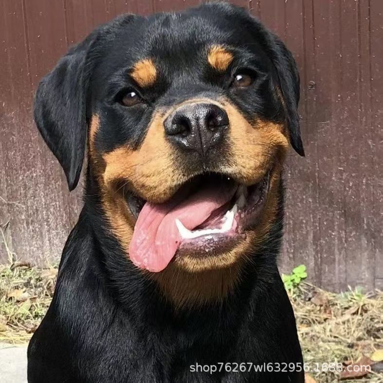 Rottweiler Dog Puppy Living Explosion-Proof Dog at Home Nursing Hospital Dog German Guard Large Dog Guard Dog