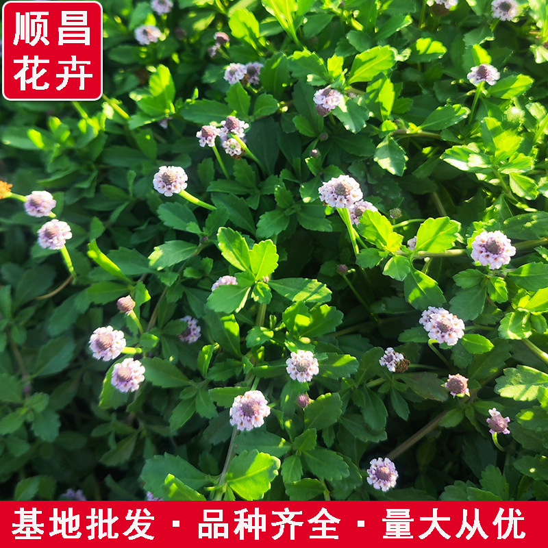 Трава Цзийань Чуи устойчива к жаре и холоду, цветет круглый год. Многолетние цветы для озеленения и защиты склонов