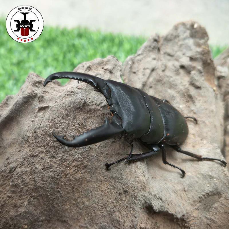 [Cute Pet] Medium Flat-Square Beetle Adult Live Pet Insect Beetle Non-Unicorn Free Shipping Unboxing Video Package