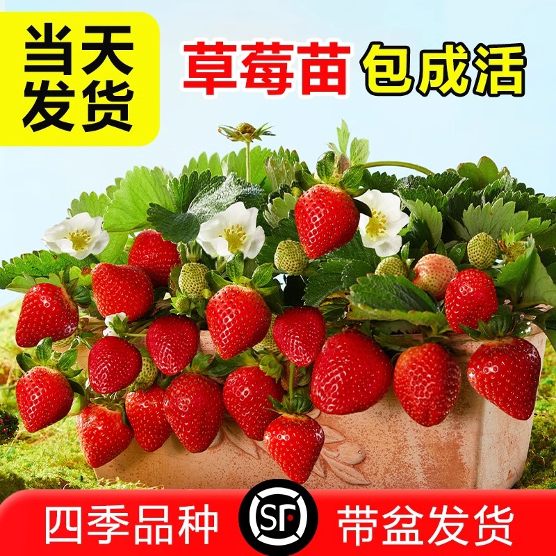 Четырехсезонные кремовые саженцы клубники в горшках для балконного выращивания с почвой, новые саженцы, Хуньян Данданга 99, плодоносящие в том же году
