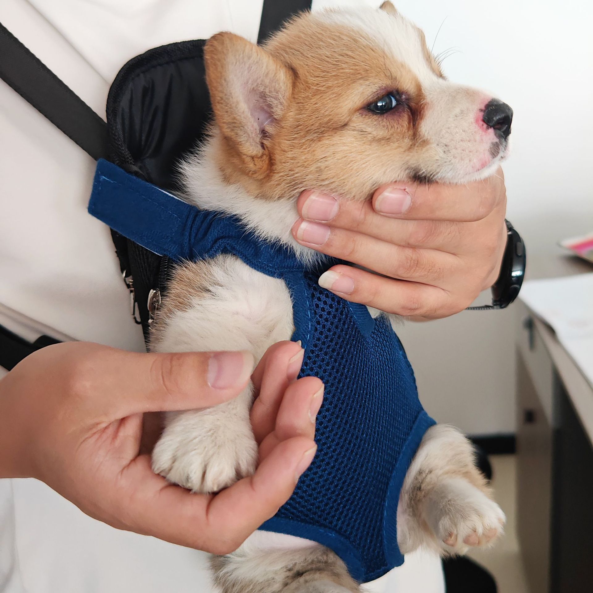 Pet Chest Bag, Breathable Cat and Dog Bag, Wholesale Dog Pet Outing Bag, Mesh Backpack, Cross-Border Customization