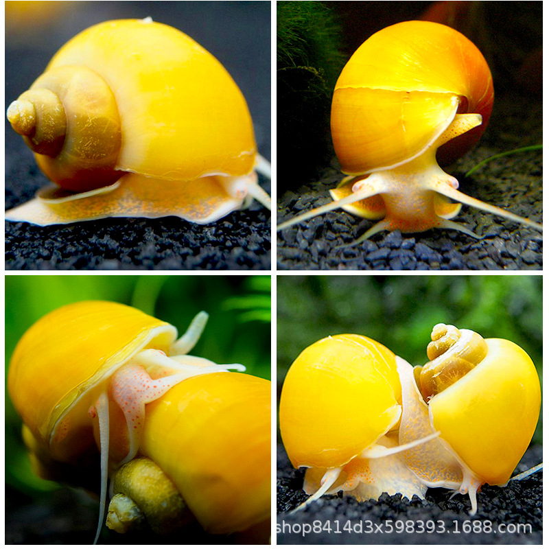 Golden Snail Ornamental Mysterious Snail Shell Pet Golden Rabbit Snail Live Freshwater Cleaning Algae Removal Tool Snail