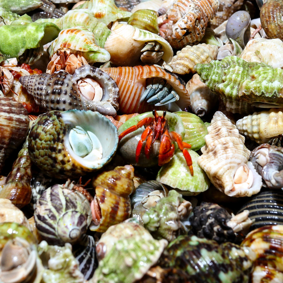 Hermit crab live wholesale gray short wrist blackberry strawberry stall wholesale terrestrial hermit crab wholesale stall