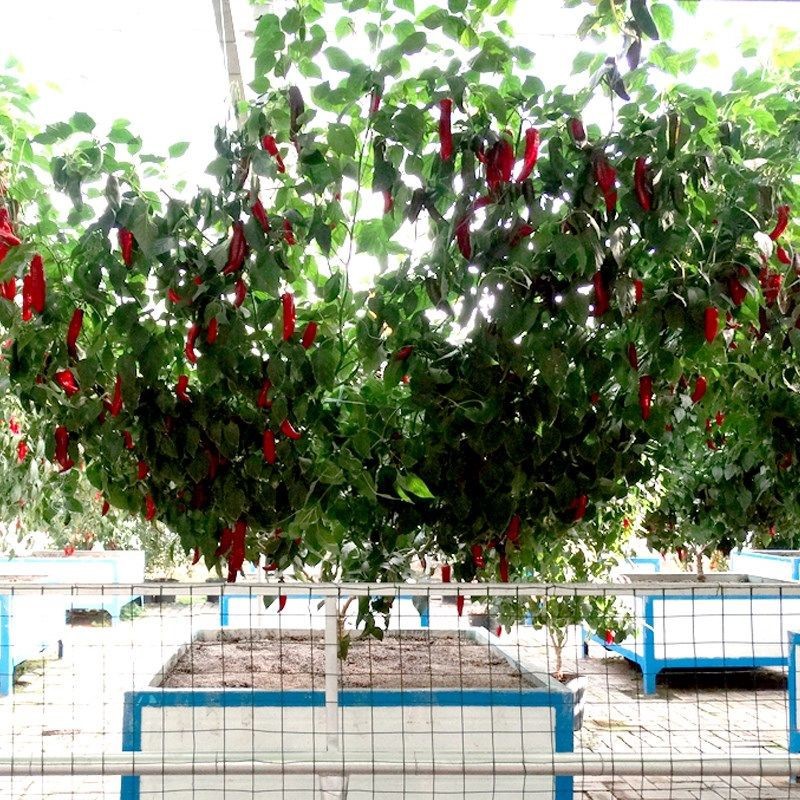 Pepper Tree Potted Saplings All Year Round Giant Large Perennial Old Pile Edible Guangdong High-Yielding Debate Seedlings