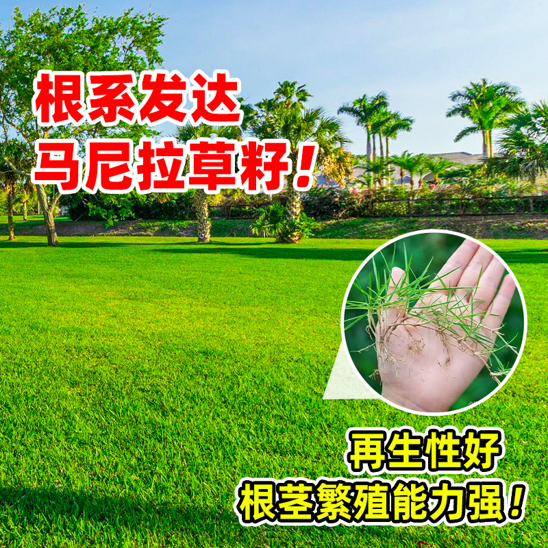 Manila Grass Seeds, Dwarf Drought-Resistant, Pruning-Free Slope Protection, Evergreen Courtyard Greening Lawn Turf Seeds for All Seasons