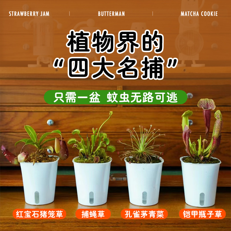 Саженцы венериной мухоловки, крупные горшечные растения для детского сада, насекомоядные цветы, гидропонные растения, росистые зеленые растения, отпугивающие комаров