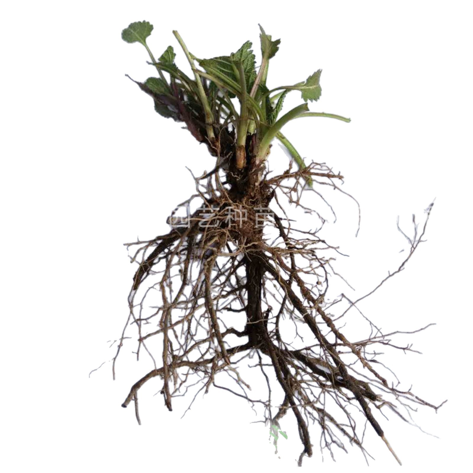 Perennial Bulbous Flowers, Snake Whip, Purple Coneflower, Sage, Evening Primrose, Cosmos, Etc. Bulbous Bare Root Seedlings