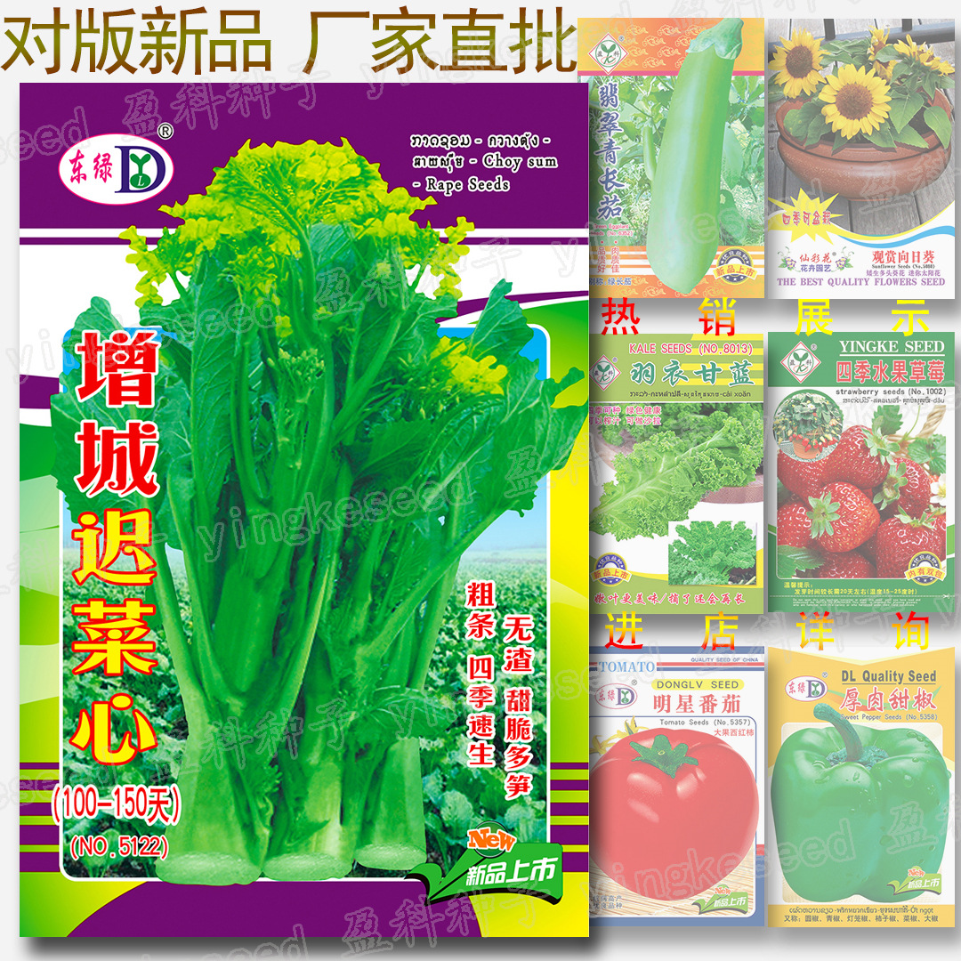 Zengcheng Chi Cai Xin Seeds 100-150 Days Chi Flower Beet Heart Seeds Wholesale Sweet and Crisp Bamboo Shoots Lianzhou Vegetable Moss Seeds