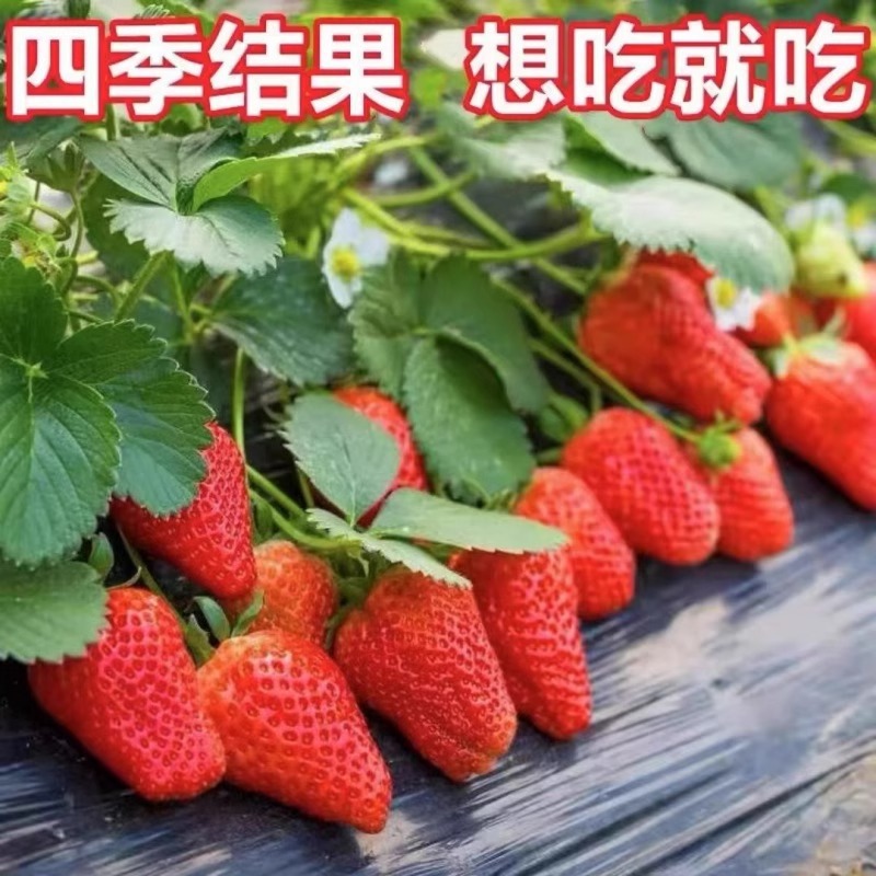 Cream Strawberry Seedlings Bear Fruit in All Seasons, Strawberry Potted Plants, Large Fruit Planting, New Seedlings, Plug Seedlings, Fruit Trees, Indoor Green Plants