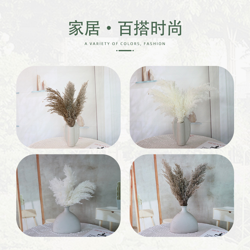 Amazon cross-border hot dried flowers small reed factory wholesale wedding props bouquet with window decoration shooting