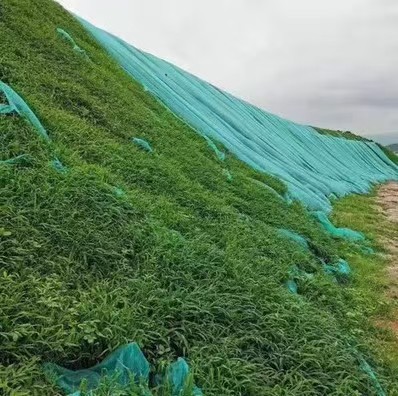 Wholesale Lawn Seeds, Grass Seeds, Slope Protection, Greening, Soil Fixation, Evergreen Tall Fescue, Ryegrass, Bermudagrass Seeds for All Seasons