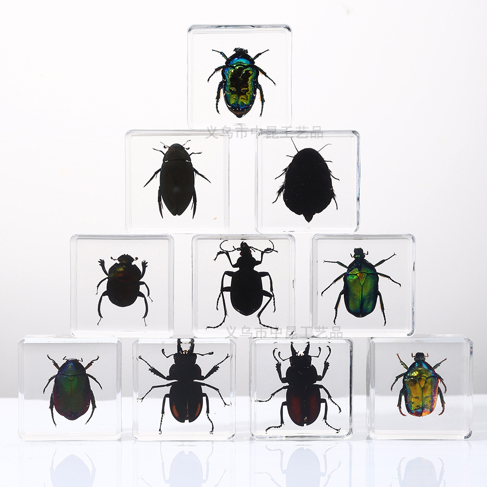 Vibrotype technology factory self-operated real insect specimen square high permeability resin embedded children's popular science toys