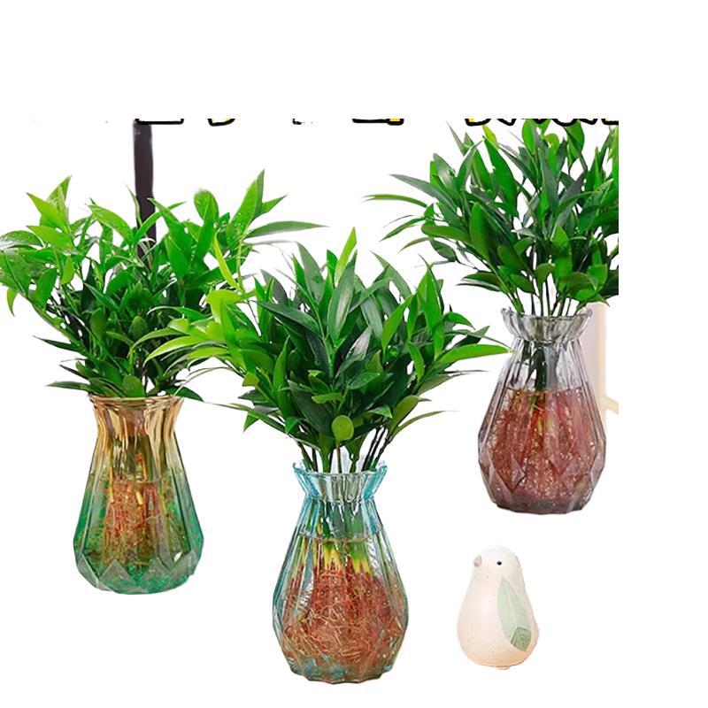 Bamboo and Cypress Mosquito Repellent Bamboo Hydroponic Plants Indoor Living Room Water-Cultured Green Plants Flower Pots Office Desktop Easy to Maintain in All Seasons