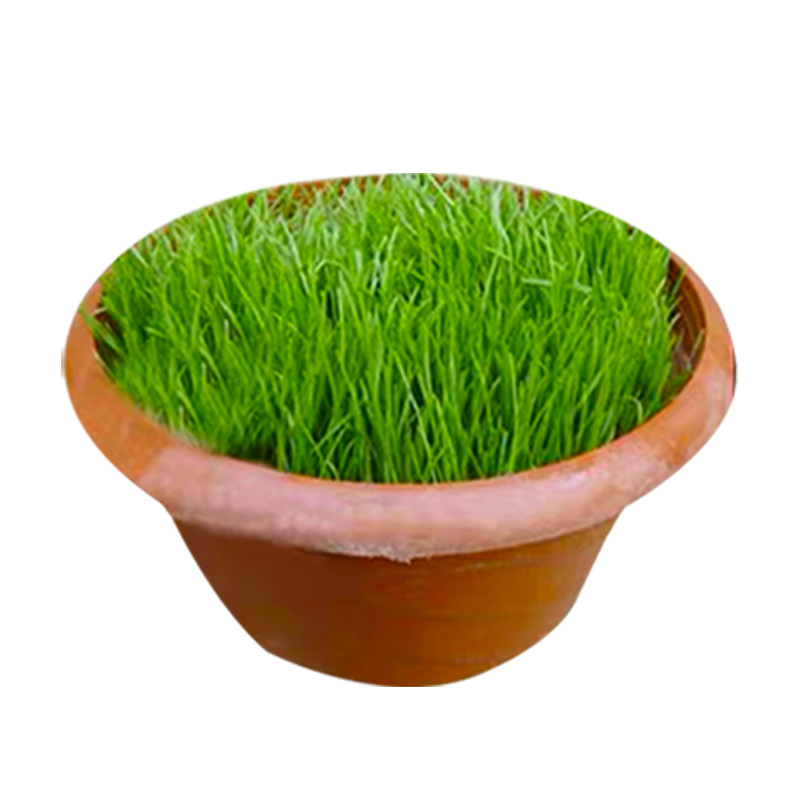 Taiwan No. 2 Grass Seeds, Lawn Seeds, Brome Dwarf Four-Season Green Seeds, Taiwan Grass Seeds, Taiwan Green Grass Seeds