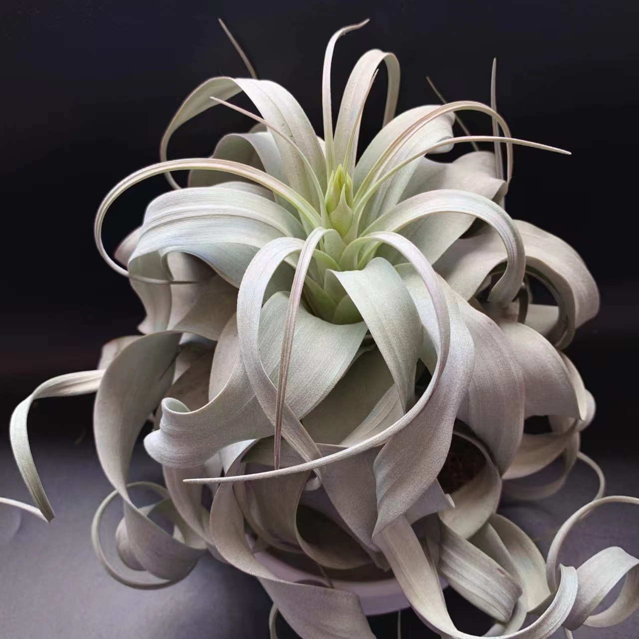 Листовой повелитель T.Xekographica - базовые прямые волосы, воздухопроницаемое растение ананаса, безземельное, оптовая продажа тилландсии