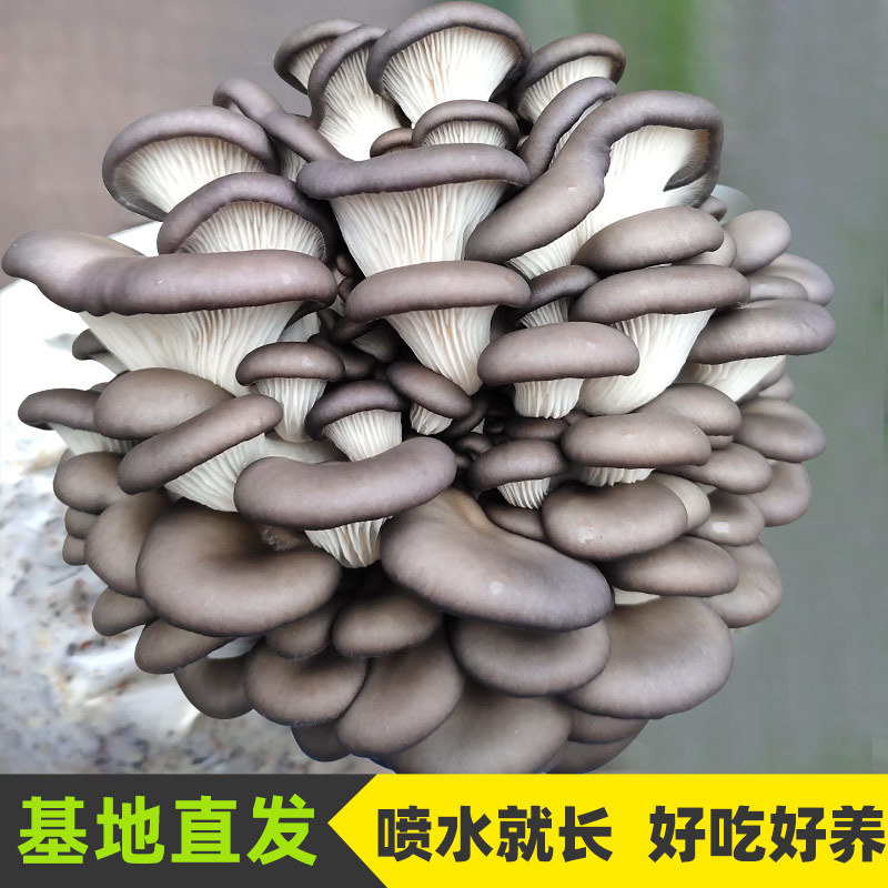 Пакет для посадки грибов, домашний гриб, съедобный черный гриб, семейный гриб, горшечный Ganoderma lucidum.