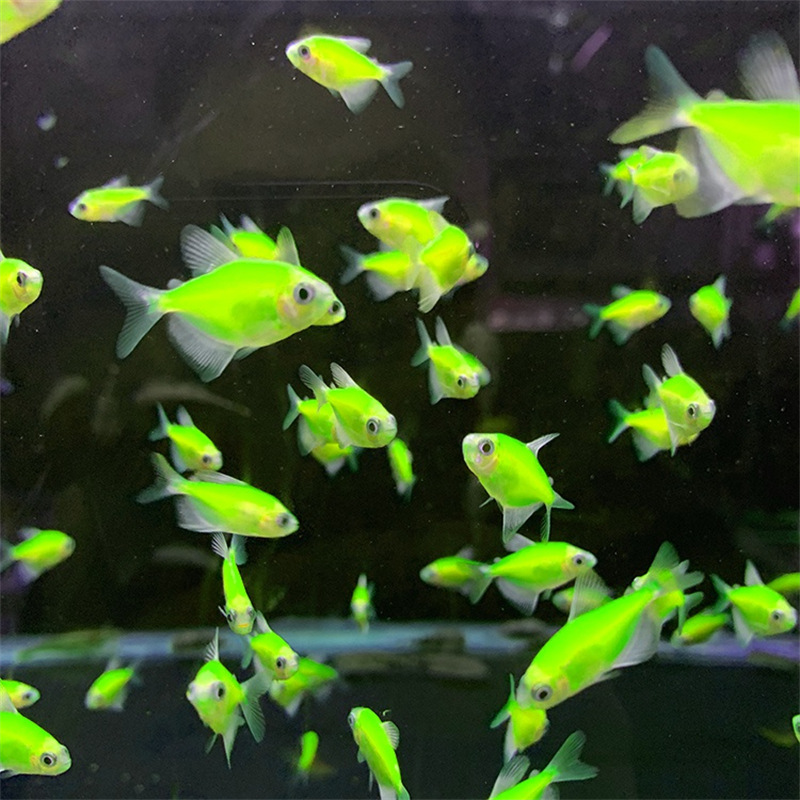 Green Apple Lemon Angel Fish Wholesale Live Tropical Ornamental Fish Red Blue Purple Yellow Green Emerald Tiger Colorful Fishing Ground