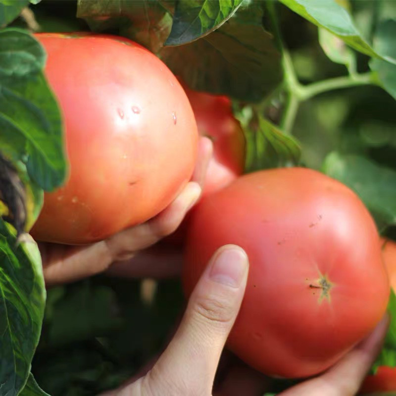Old Variety of Sand Tomato, Farm-Grown Ugly Tomato, Fresh Naturally Ripe Persimmon, Raw Fruit for Pregnant Women and Babies