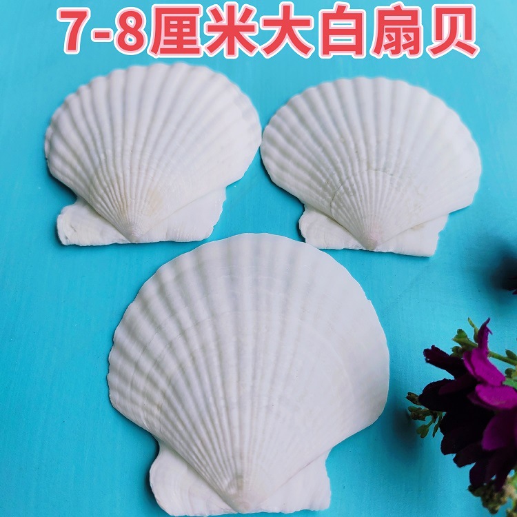 Natural White Shell DIY Handmade Painting Graffiti Wall Hawaiian White Fan Shell Wholesale