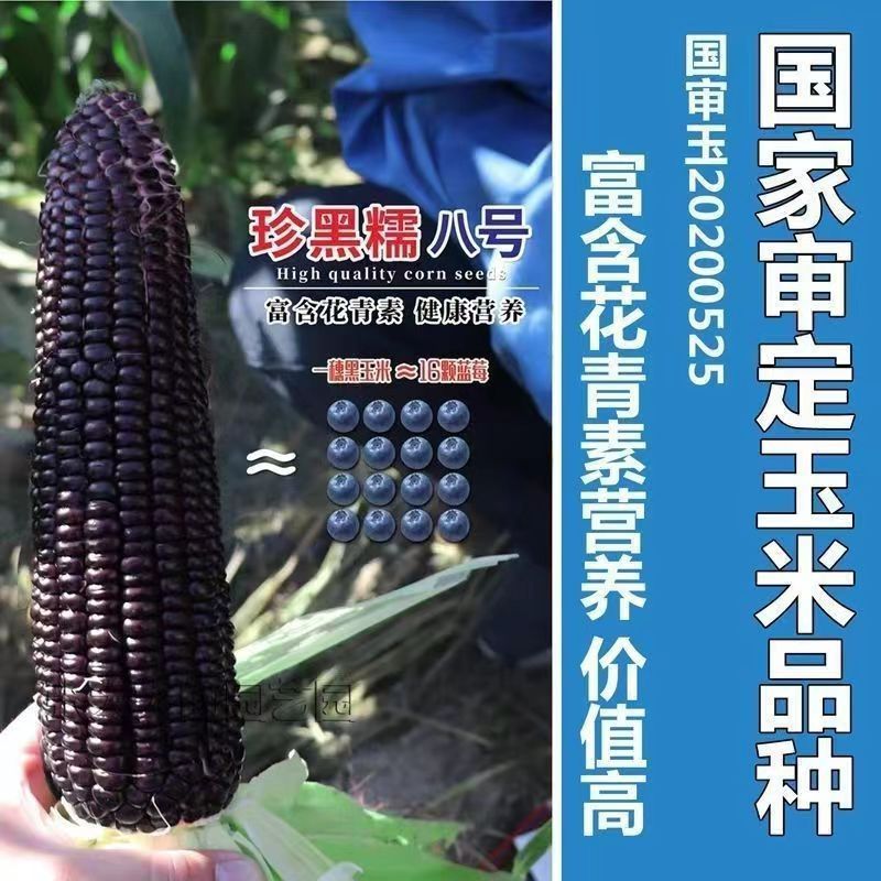 Nationally Approved Black Corn Star Nuo No. 44 Seed Corn Contains Rich Anthocyanin Nutrition and Spring & Fall High-Yielding Corn Seeds