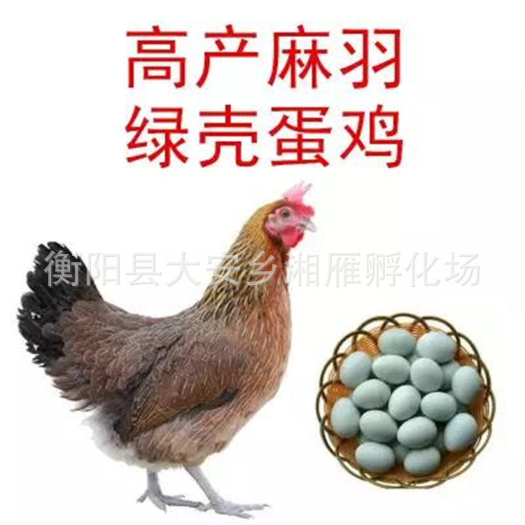 Wholesale One-Day-Old Chicken Seedlings, High-Yielding Egg-Laying Chicken Seedlings, Hemp-Feathered Green-Shell Egg-Laying Chicken Seedlings, Mixed Seedlings, Red Rooster Seedlings, Green-Footed Native Chickens