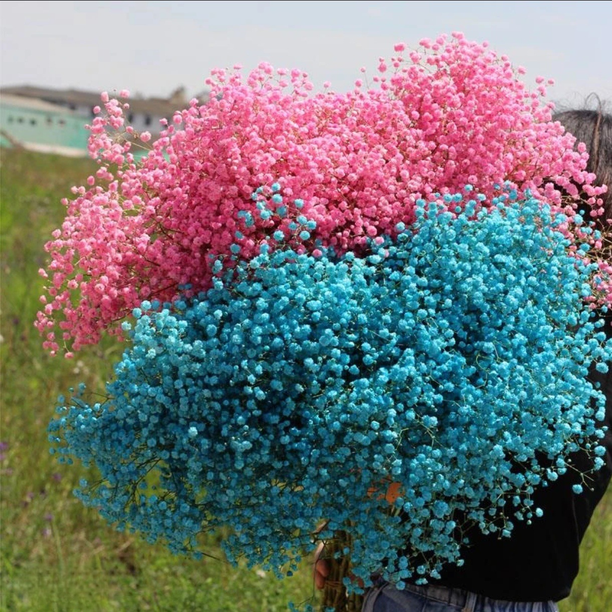 Gypsophila Eternal Flower Dried Flower Bouquet Yunnan Factory Direct Sales Handmade DIY Wholesale Cross-Border Flowers Hot Selling
