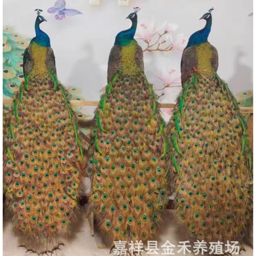 Цена на ручной павлин, оптовая продажа павлинов для дома и офиса