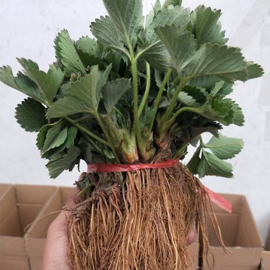 [Оптовые саженцы клубники] Саженцы клубники без корней, короткие крепкие листовые саженцы, кремовые саженцы клубники, высаженные на севере и юге