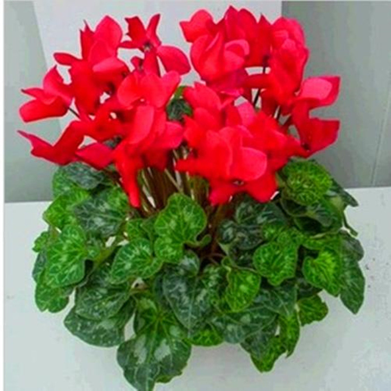 Cyclamen Seeds Indoor Balcony Courtyard Blooming All Year Round Begonia Rabbit Ear Flower Explosive Potted Plant