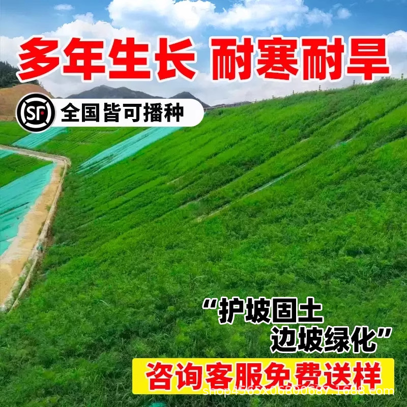 Slope Protection Lawn Grass Seeds, Evergreen All Year Round, Dog Tooth Root, Manila Carpet Grass, Courtyard Greening, Rye Grass Turf Seeds