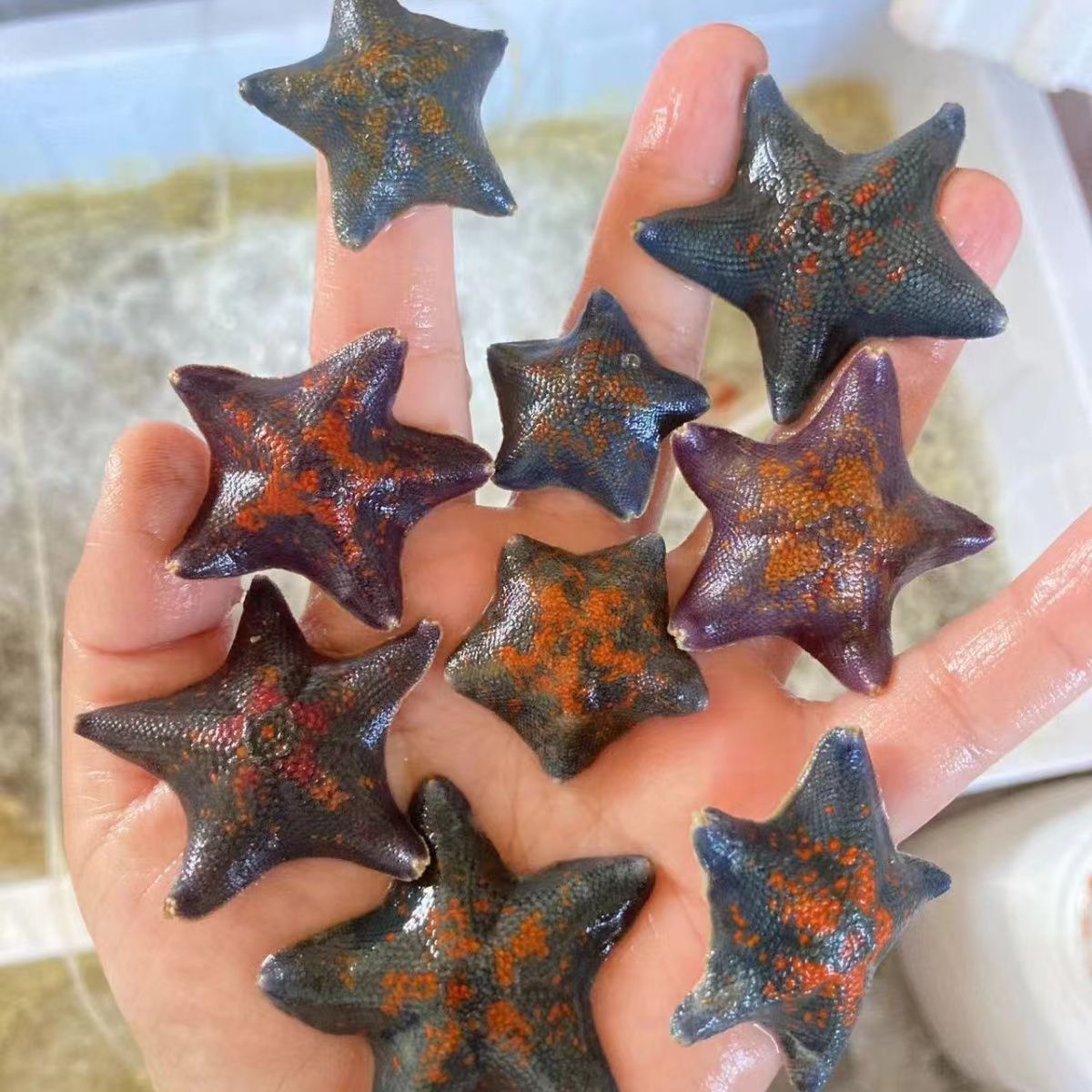 Pet Sea Swallow, Starfish, Live Seawater Ornamental Starfish, Aquarium Pet, Sand-Turning Marine Life, Big Star