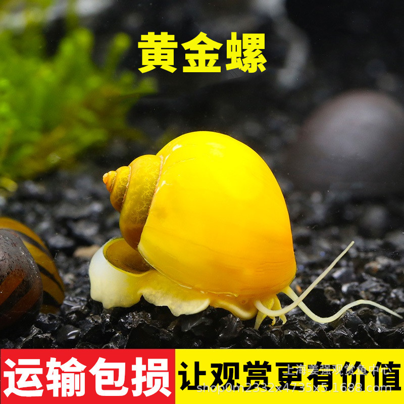 Декоративная улитка, аквариумный питомец, золотая улитка, очистка дна аквариума, инструмент для удаления водорослей, улитка