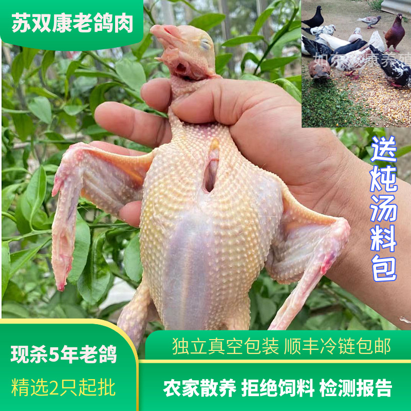 A generation of wholesale now killed old pigeons soup with cereals frozen pigeons free-range now killed meat pigeons chilled