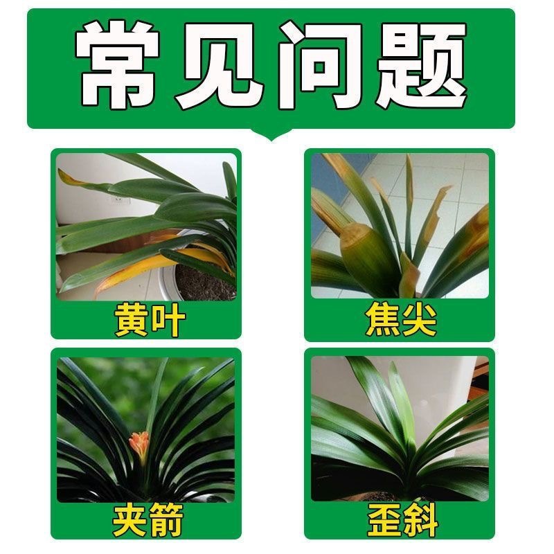 Clivia Nutrient Solution Special Fertilizer Flowering Fertilizer Flower Plant General Concentrated Liquid Flowering Fertilizer for Flower and Green Plants