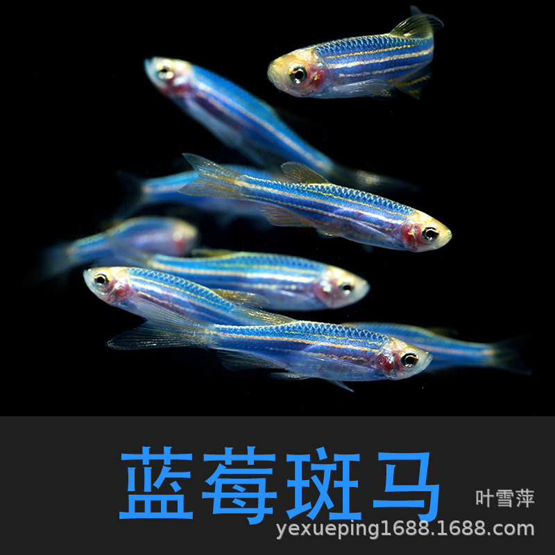 Blueberry Zebrafish Live Fluorescent Zebrafish Low Temperature Resistant Easy to Raise Small Fish Tropical Ornamental Fish Wholesale