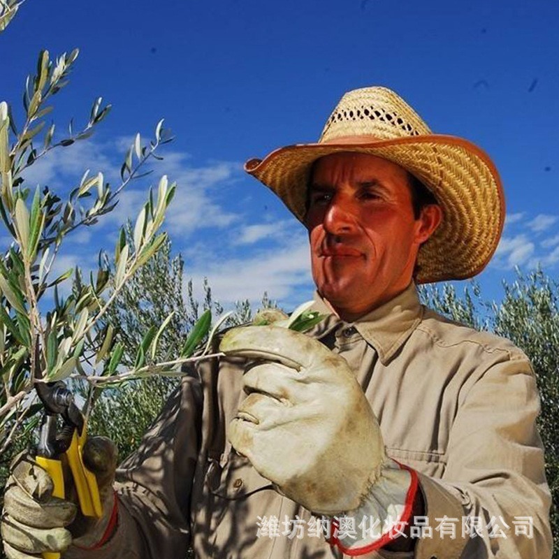 Imported from Spain, Golden Jojoba Oil, Jojoba Oil to Remove Blackheads, Cold-Pressed Virgin Massage Base Oil