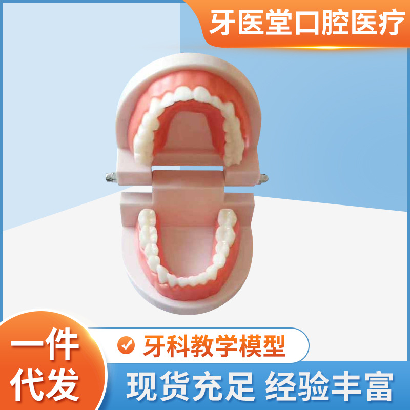 Учебная модель для детей модель для обучения чистке зубов модель для отбеливания зубов
