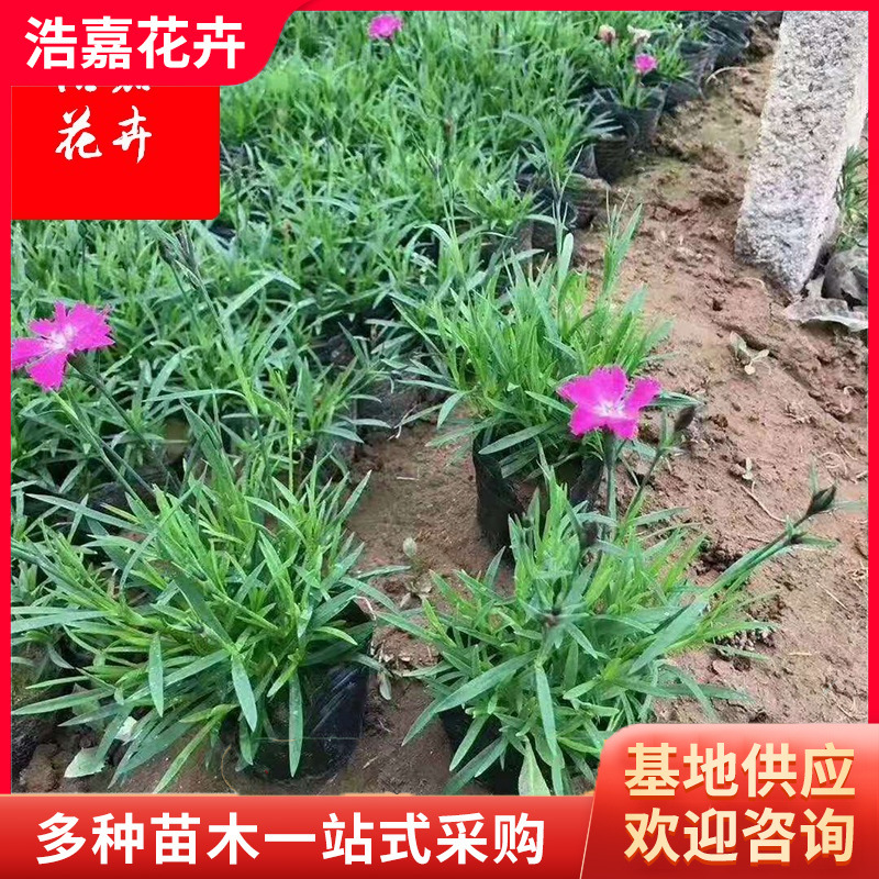 Dianthus Cup Seedling Flower Base, Green Potted Plants Blooming in All Seasons, Dianthus Plug Seedlings, Dianthus Ornamental Flower Sea